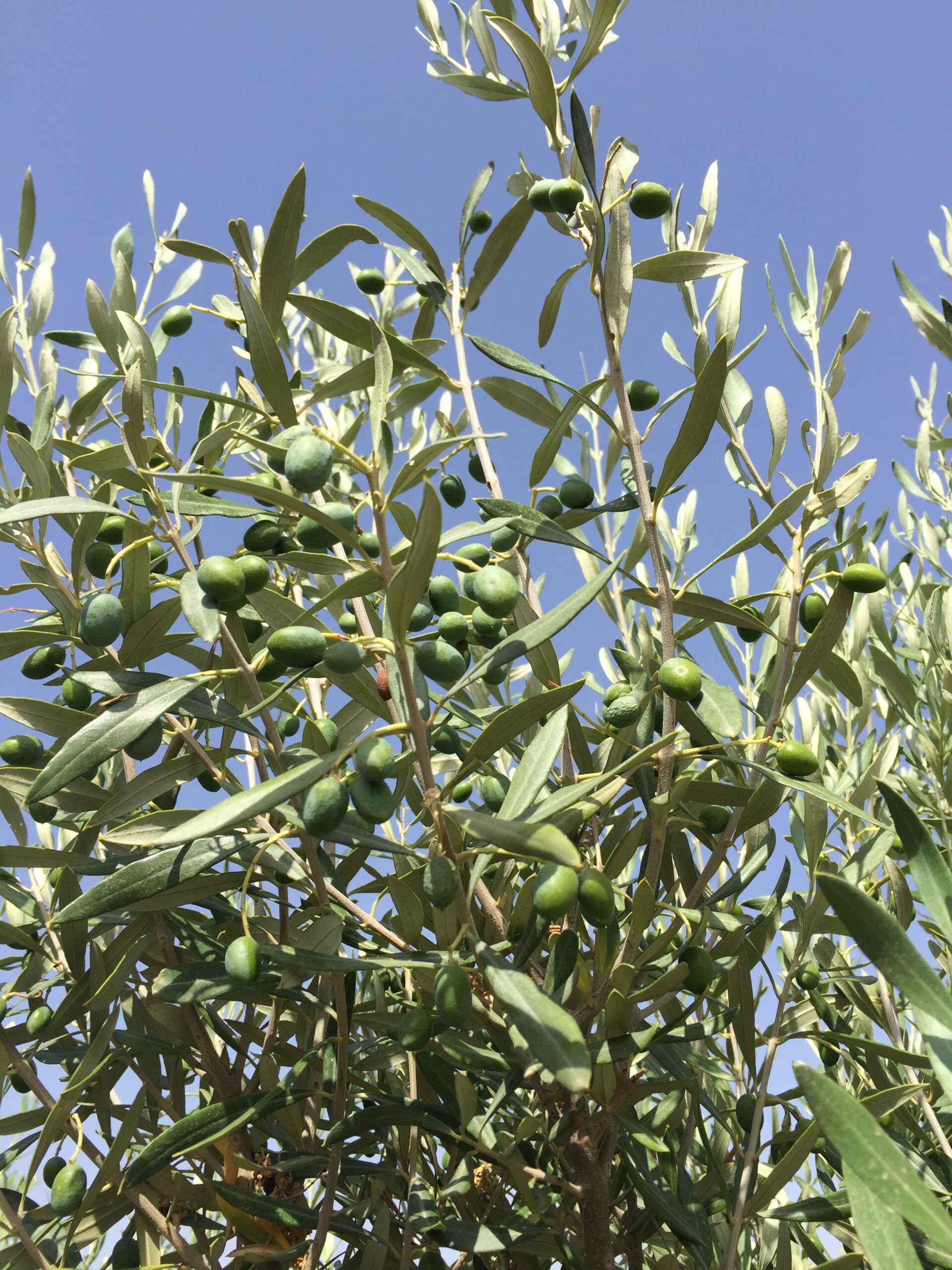 Olivo Cipressino o Frangivento