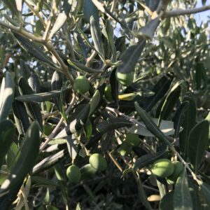 Pequeña de Casas Ibáñez