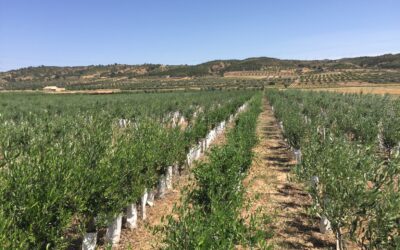 Seto de olivo certificado: una herramienta básica.