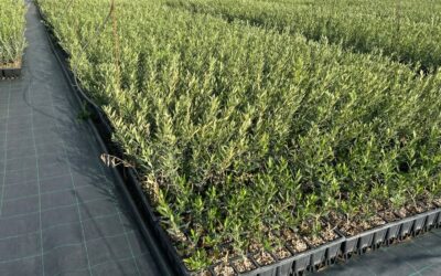 Plantel de olivos: producción de primavera en nuestro vivero.