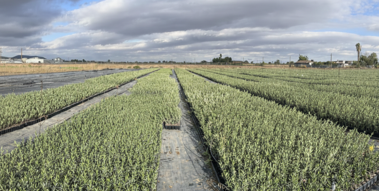 Presupuesto de plantas de olivo